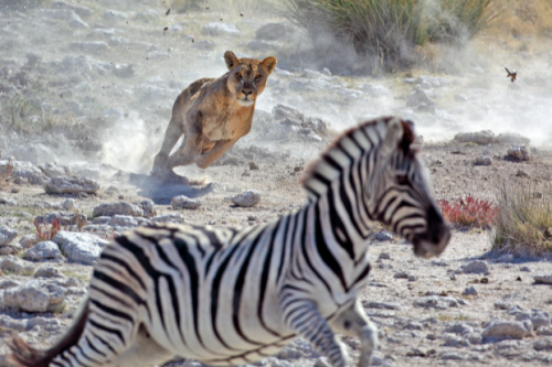 hvad gør man ved stress? nervesystem løve zebra kamp flugt