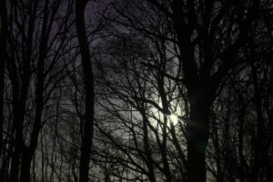 Mørk skov om vinteren - relaterer til at den mørke tid kan give nedtrykthed, vinterdepression og vintertræthed